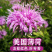 美国薄荷种子多年宿根红花马薄荷室外庭院街道景区绿化