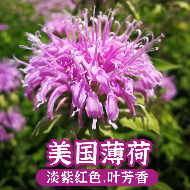 美国薄荷种子多年宿根红花马薄荷室外庭院街道景区绿化