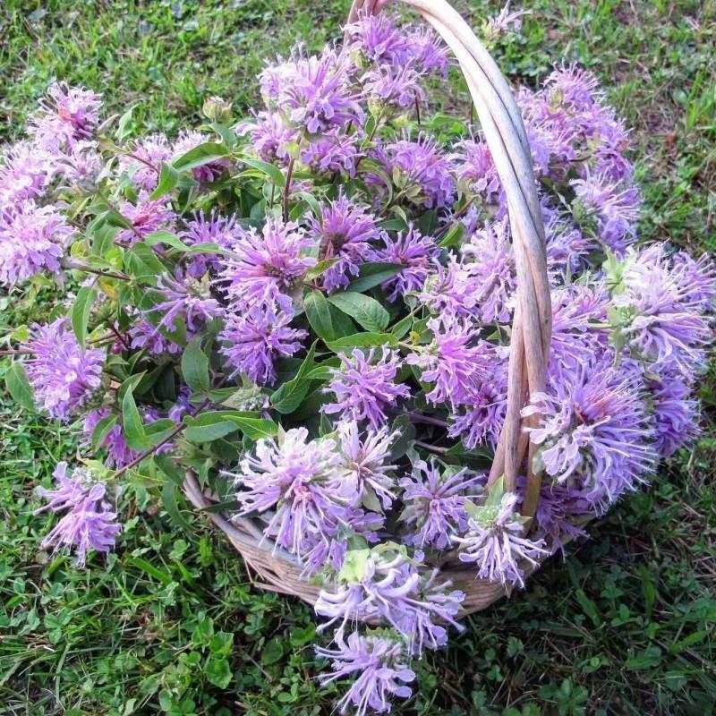 美国薄荷种子多年宿根红花马薄荷室外庭院街道景区绿化