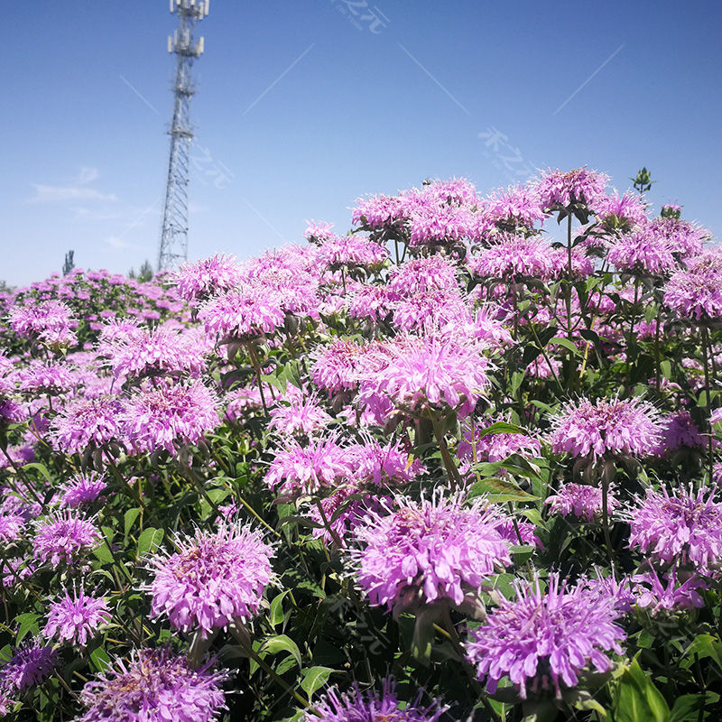 美国薄荷种子多年宿根红花马薄荷室外庭院街道景区绿化