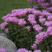 美国薄荷种子多年宿根红花马薄荷室外庭院街道景区绿化