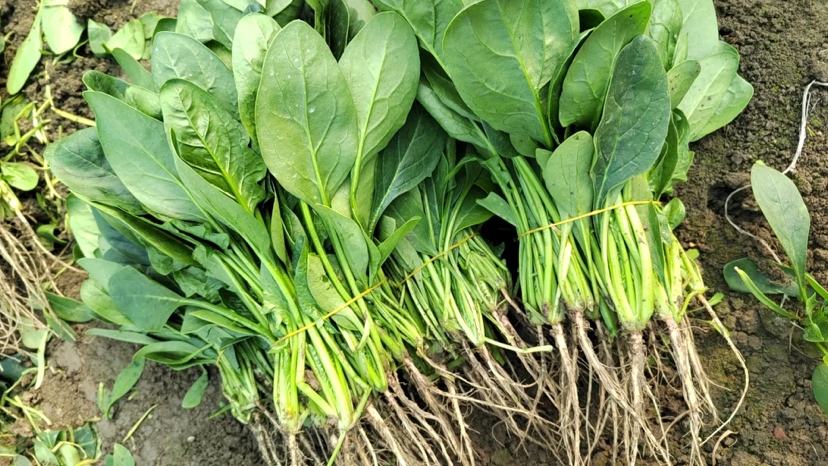 大叶菠菜整株特写：饱满深绿色宽大叶片，叶面微泛蜡质光泽，叶柄粗壮洁白，根部带少量湿润泥土，背景为竹编菜篮