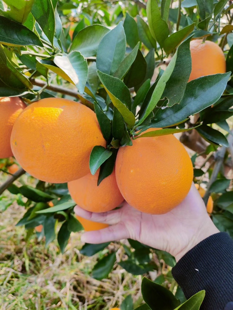 纽荷尔脐橙大量供货，口感纯甜价格便宜