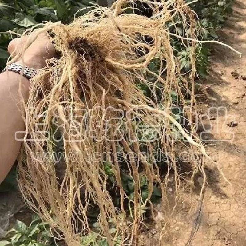 【包邮】乾德番砧抗线虫长势旺不早衰亲和力强番茄嫁接砧木
