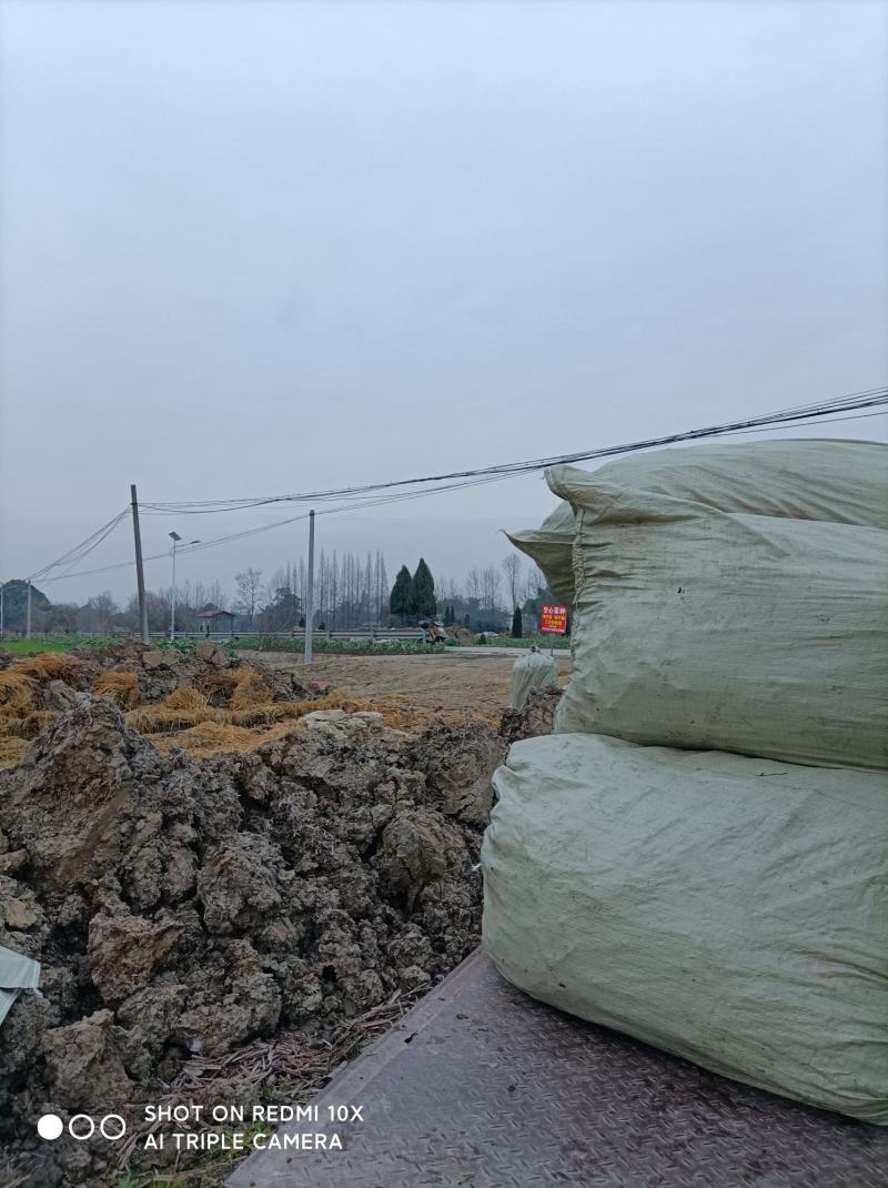 成都柳尖叶空心菜种藤，清脆可囗，自产自销