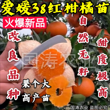 爱媛38柑橘苗无籽无渣口感甜基地直发保湿发货