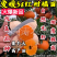 爱媛38柑橘苗无籽无渣口感甜基地直发保湿发货