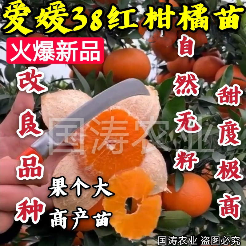 爱媛38柑橘苗无籽无渣口感甜基地直发保湿发货