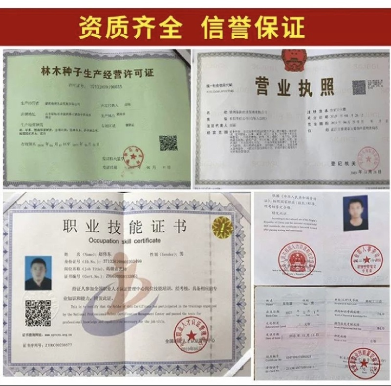 爱媛38柑橘苗无籽无渣口感甜基地直发保湿发货