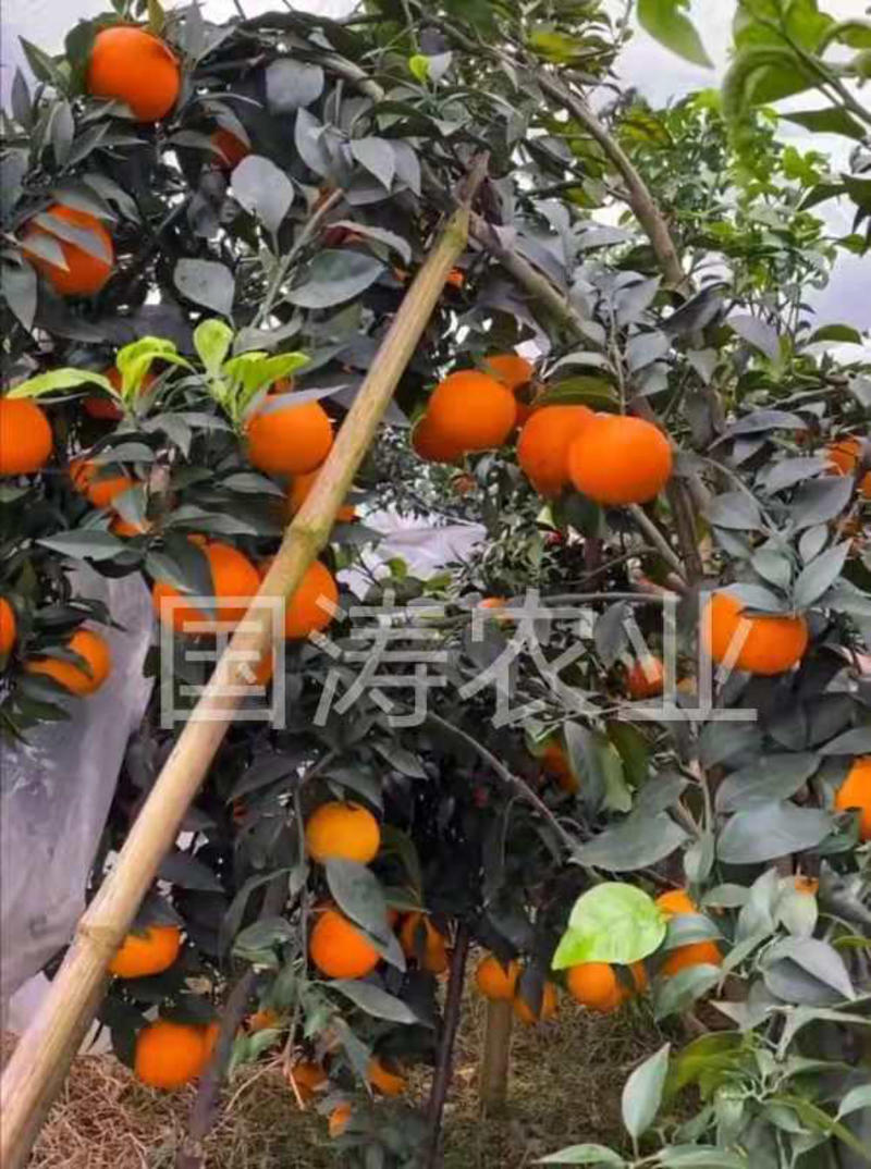 爱媛38柑橘苗无籽无渣口感甜基地直发保湿发货