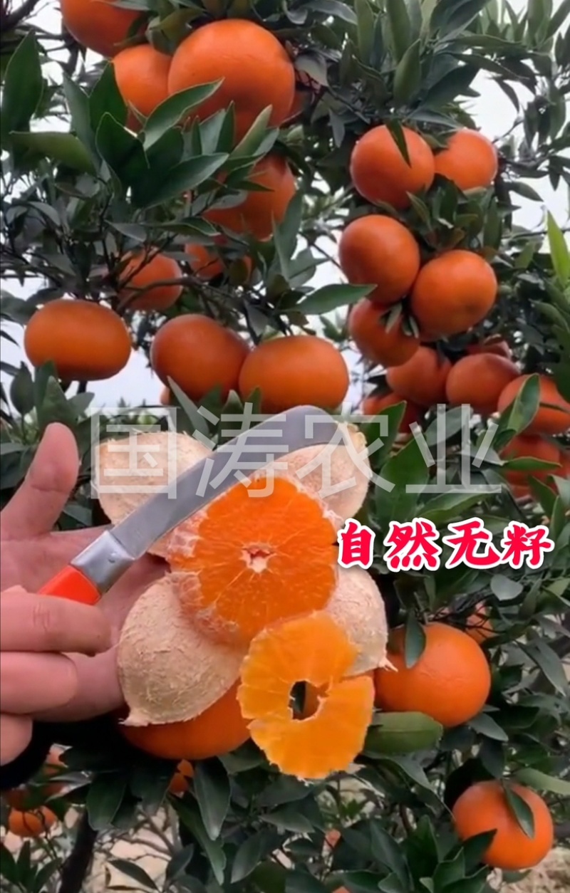 爱媛38柑橘苗无籽无渣口感甜基地直发保湿发货