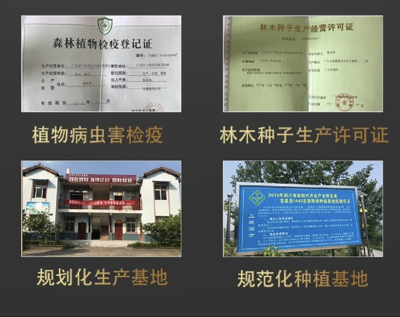爱媛38柑橘苗无籽无渣口感甜基地直发保湿发货