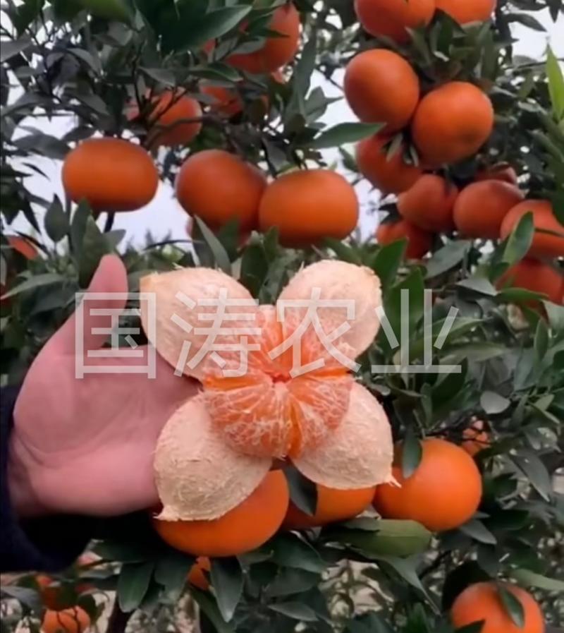 爱媛38柑橘苗无籽无渣口感甜基地直发保湿发货
