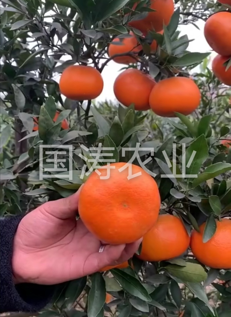 爱媛38柑橘苗无籽无渣口感甜基地直发保湿发货