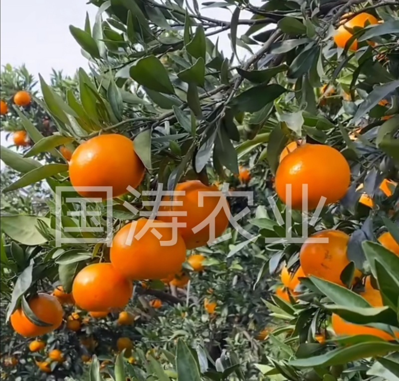 爱媛38柑橘苗无籽无渣口感甜基地直发保湿发货
