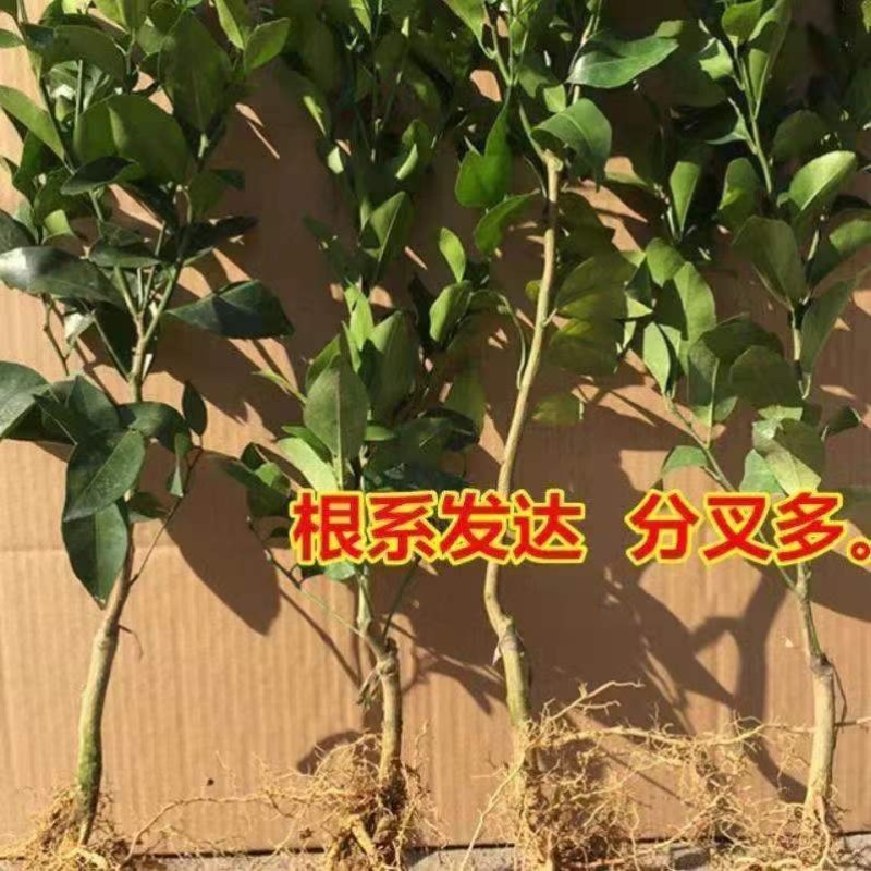 爱媛38柑橘苗无籽无渣口感甜基地直发保湿发货