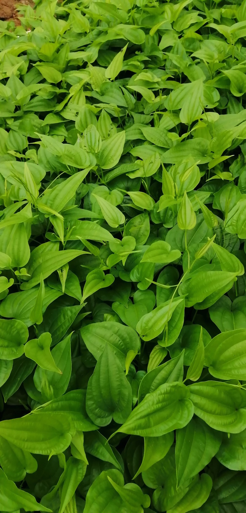 广西红花百部苗九重根百条根种苗绿植基地现挖现发