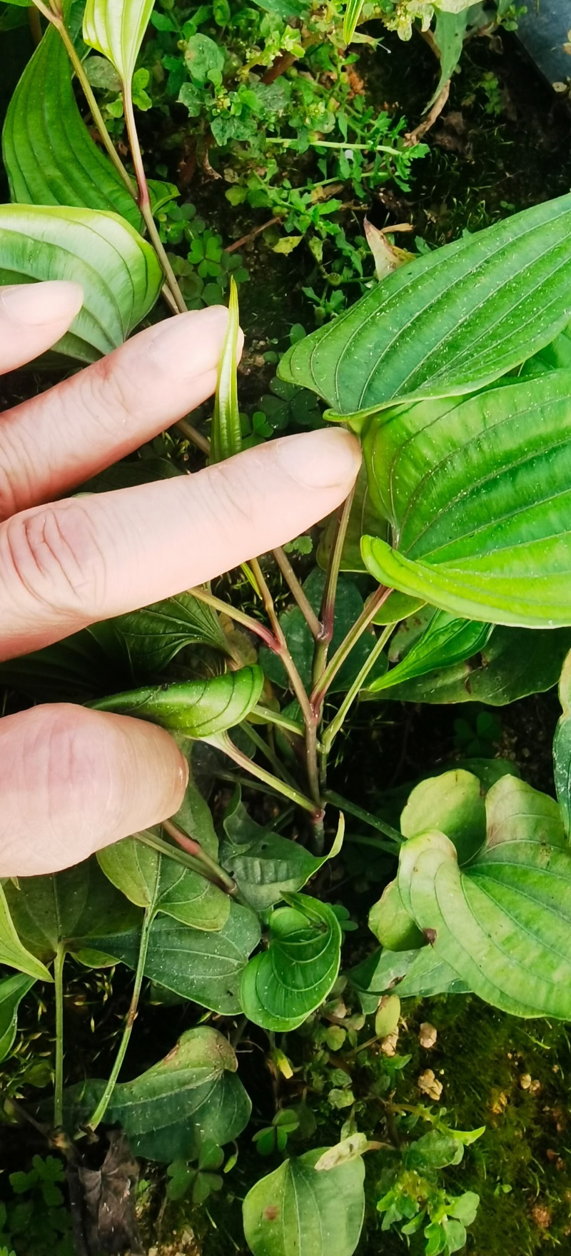 广西红花百部苗九重根百条根种苗绿植基地现挖现发