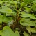 广西红花百部苗九重根百条根种苗绿植基地现挖现发