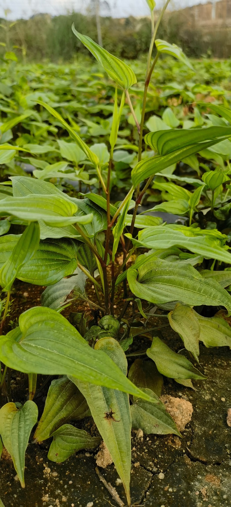 广西红花百部苗九重根百条根种苗绿植基地现挖现发