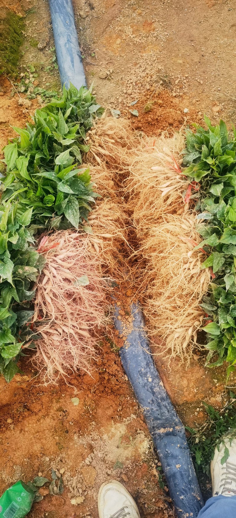 广西红花百部苗九重根百条根种苗绿植基地现挖现发