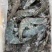 气冻大青虾，日期新鲜无调理，10盒装40斤，欢迎洽谈