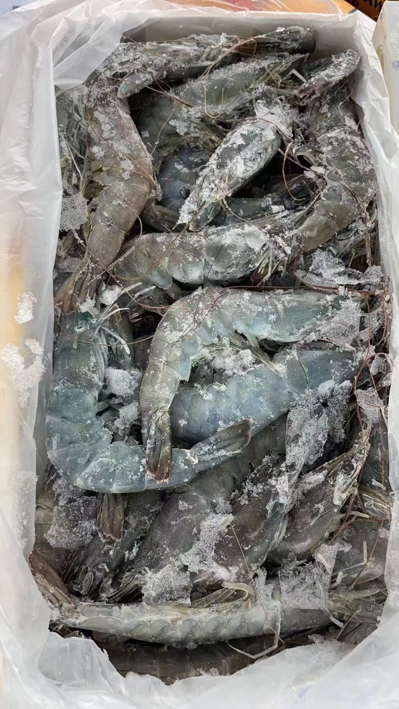 气冻大青虾，日期新鲜无调理，10盒装40斤，欢迎洽谈