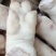 干净无异味剃毛猪蹄，日期新鲜无调理，货发全国，欢迎洽谈