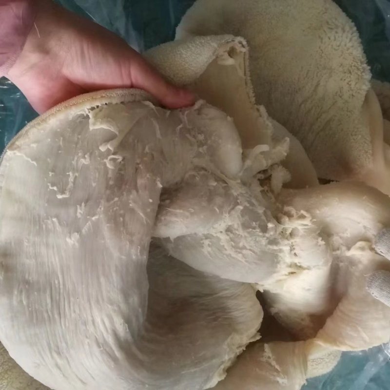 干净无异味剃毛牛肚，日期新鲜，无调理，货发全国。
