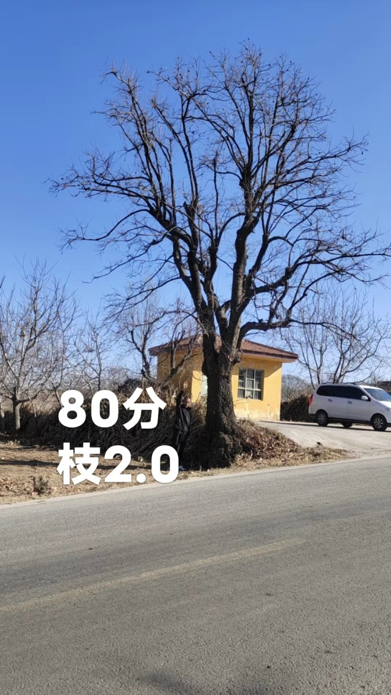 15-18-20-25-30-60-100公分精品柿子树