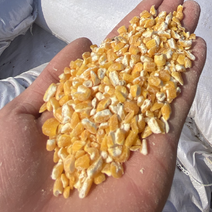 碎玉米下脚料养殖碎玉米588（零售价格500斤）