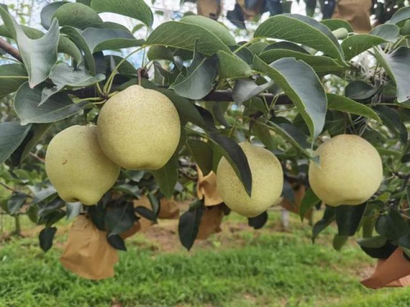 山农酥梨树苗三年苗今年种植下年挂果