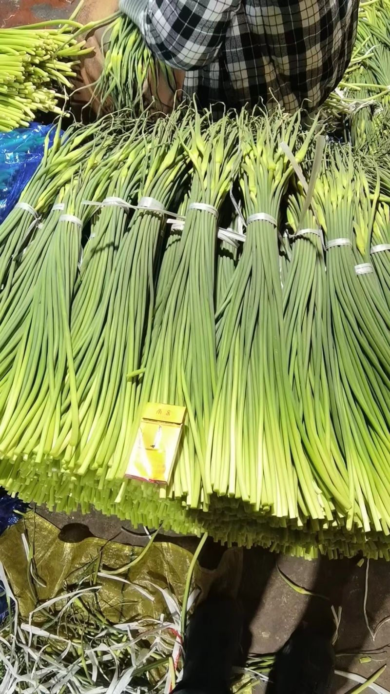 白帽蒜薹质优价廉，一吨起批，随到随装欢迎咨询