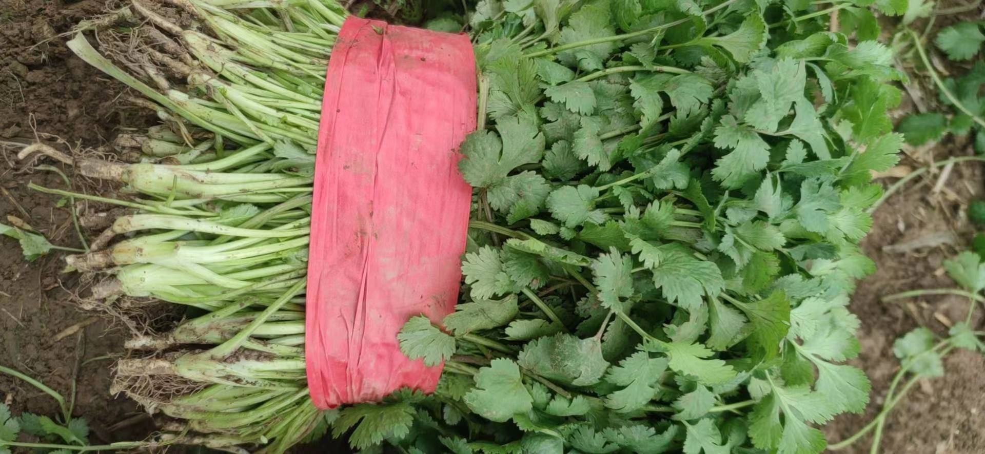 小叶香菜深加工产品展示