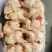 二级三黄鸡