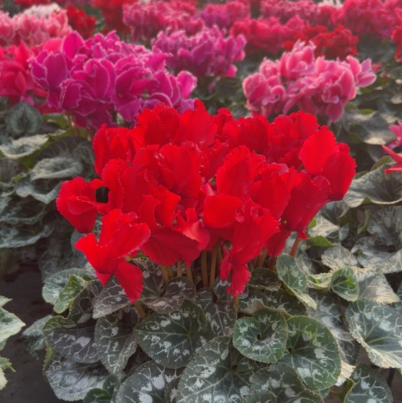 精品一代仙客来年宵花
