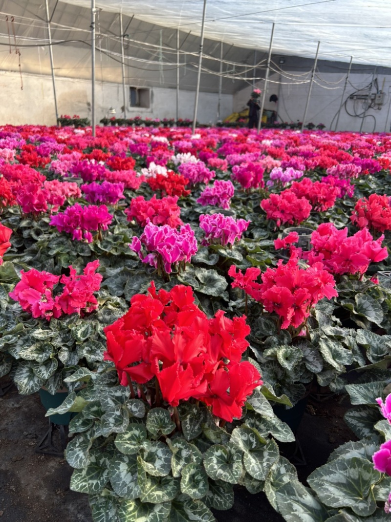 精品一代仙客来年宵花
