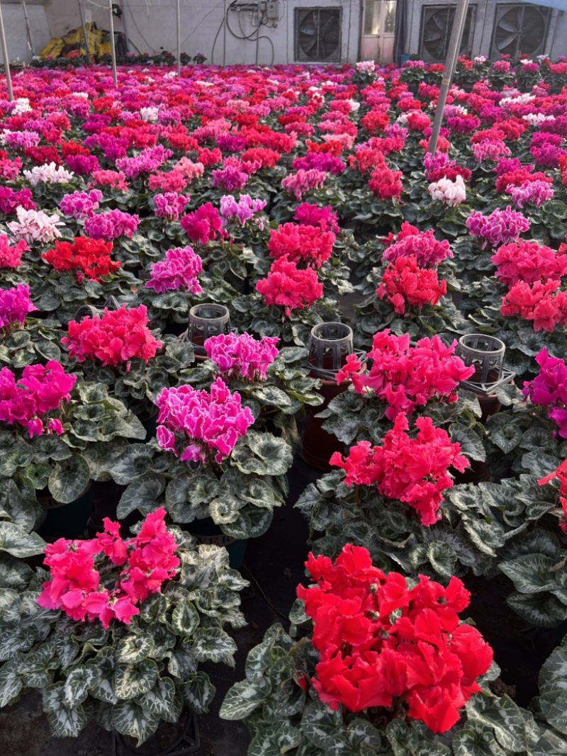 精品一代仙客来年宵花