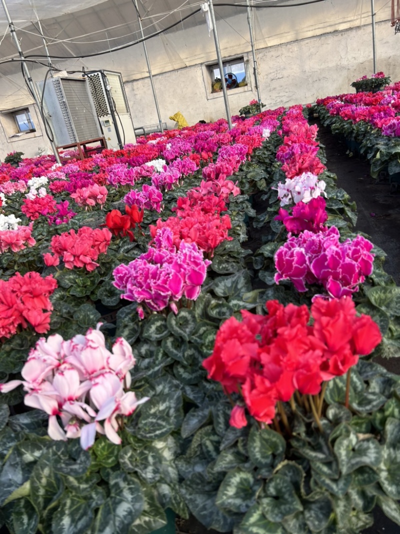 精品一代仙客来年宵花