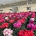 精品一代仙客来年宵花