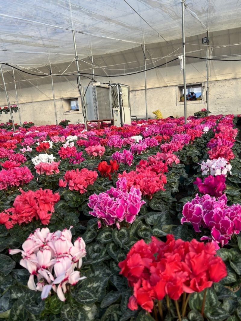 精品一代仙客来年宵花