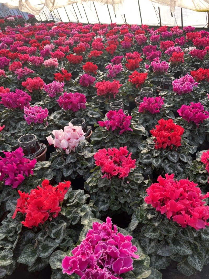 精品一代仙客来年宵花
