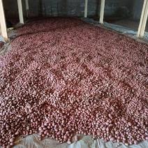 【推荐】青薯9号原原种土豆基地发货质量保证视频看货