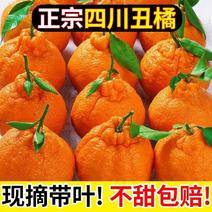 不知火丑橘现摘现发福利价眉丑橘，树上鲜果，水分充足，纯甜