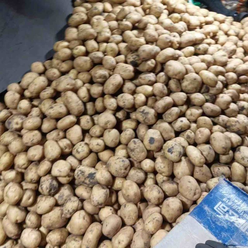 菜土豆【尤金，V7,实验一，龙丹，沃土，荷兰菜豆】
