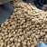 菜土豆【尤金,V7,实验一,龙丹,沃土,荷兰菜豆】