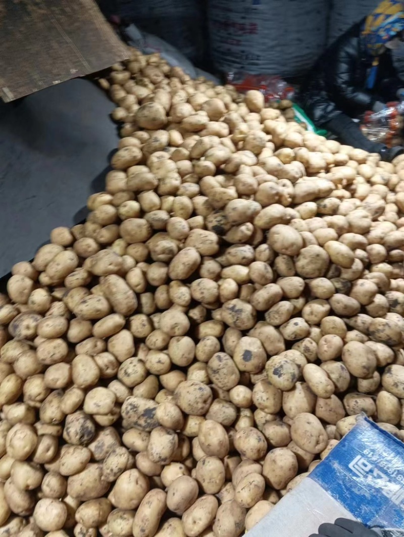 菜土豆【尤金，V7,实验一，龙丹，沃土，荷兰菜豆】