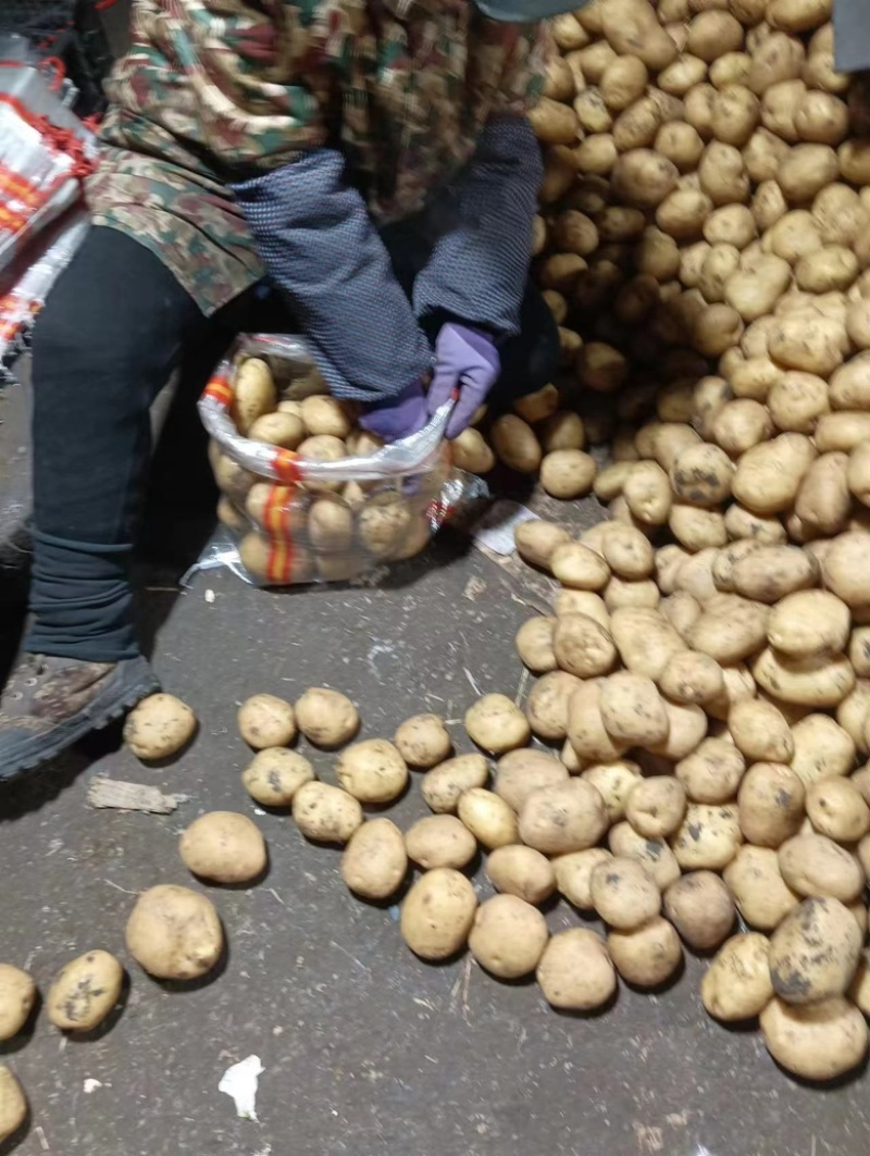 菜土豆【尤金，V7,实验一，龙丹，沃土，荷兰菜豆】