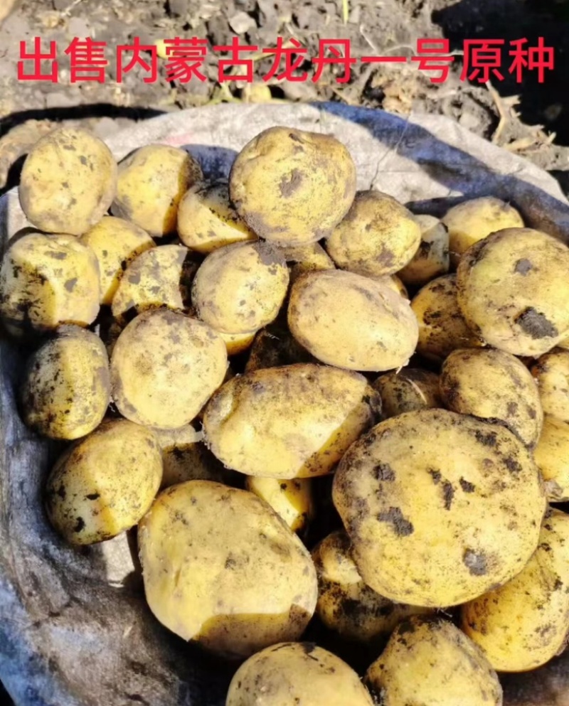 菜土豆【尤金，V7,实验一，龙丹，沃土，荷兰菜豆】