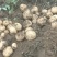 【推荐】青薯9号原原种土豆基地发货质量保证视频看货
